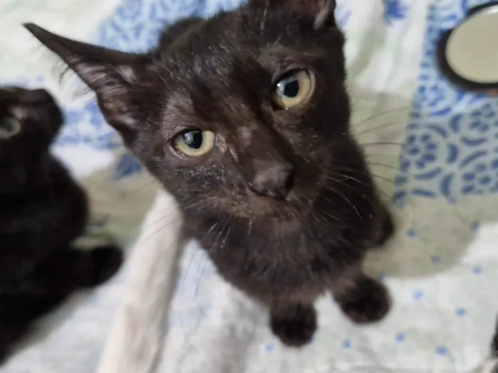 Gato ra a SRD-ViraLata idade 2 a 6 meses nome eles não têm nomes  