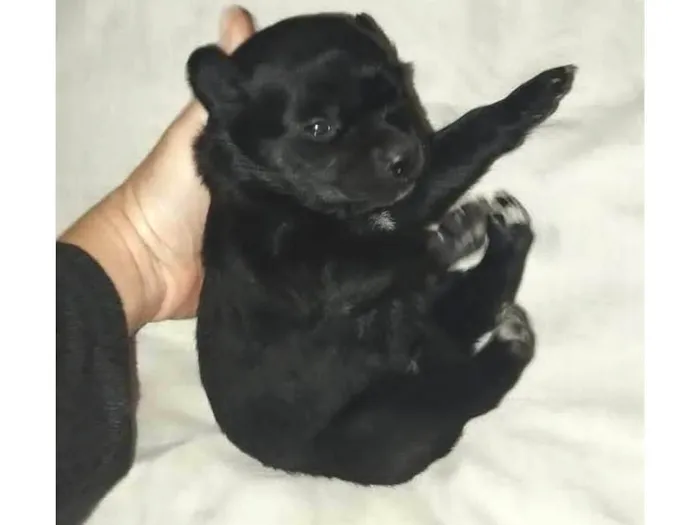 Cachorro ra a SRD-ViraLata idade Abaixo de 2 meses nome Mini ursinhos para doação 