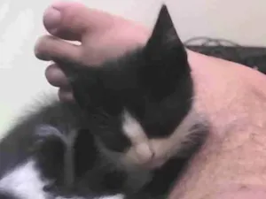 Gato raça SRD-ViraLata idade Abaixo de 2 meses nome Kiki 