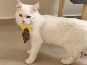 Gato raça Angorá idade 2 anos nome Loki