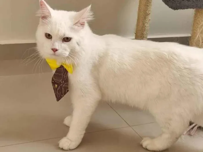 Gato ra a Angorá idade 2 anos nome Loki