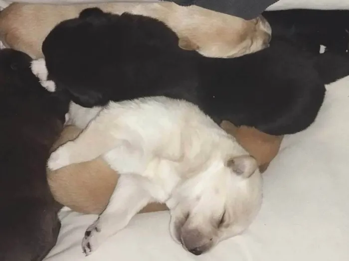 Cachorro ra a SRD-ViraLata idade Abaixo de 2 meses nome Mini ursinhos para doação 