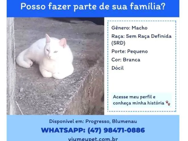 Gato ra a SRD-ViraLata idade 7 a 11 meses nome Pipo