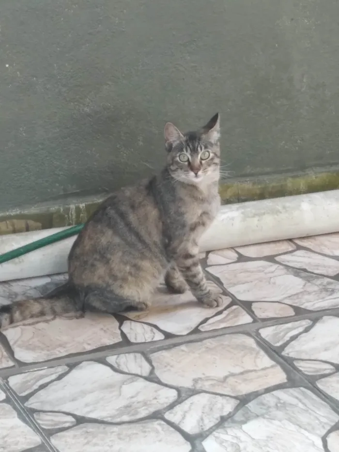 Gato ra a SRD-ViraLata idade 2 a 6 meses nome Bela