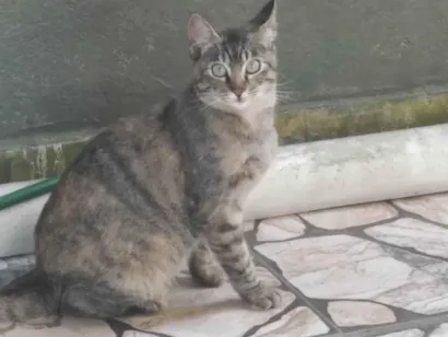 Gato raça SRD-ViraLata idade 2 a 6 meses nome Bela