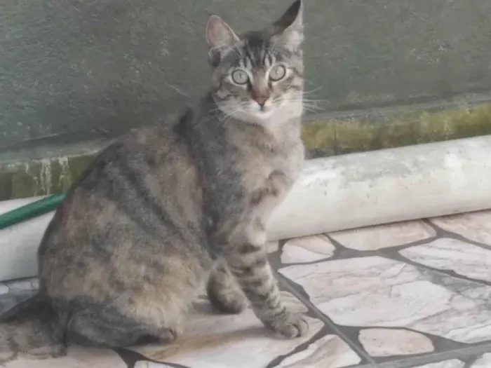 Gato ra a SRD-ViraLata idade 2 a 6 meses nome Bela