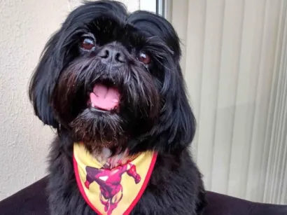 Cachorro raça Lhasa Apso idade 7 a 11 meses nome Max