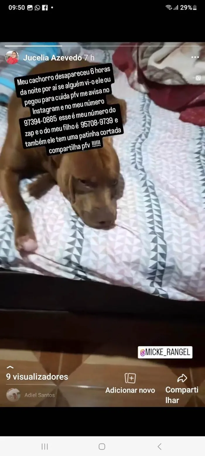 Cachorro ra a Vira lata  idade 2 anos nome Branca 