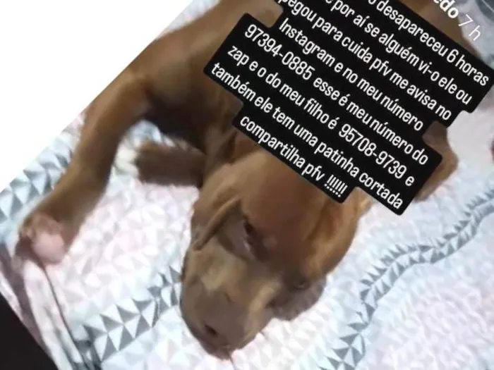 Cachorro ra a Pit-Bull idade 1 ano nome Sepaik 