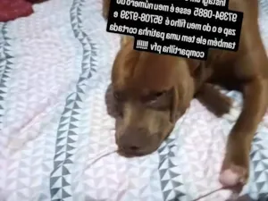 Cachorro raça Pit-Bull idade 1 ano nome Sepaik 