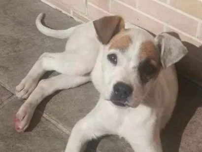 Cachorro raça SRD-ViraLata idade 2 a 6 meses nome Branquinha 