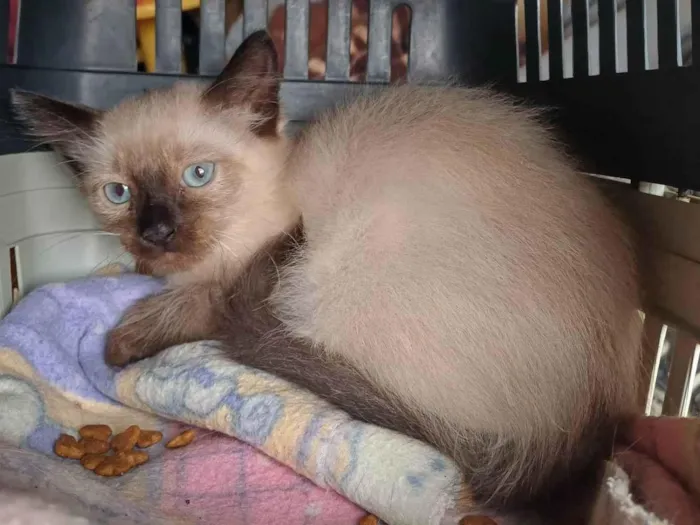 Gato ra a Siamês idade Abaixo de 2 meses nome Siamesa adocao 