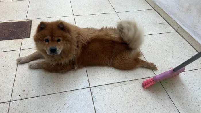 Cachorro ra a Chow Chow idade 4 anos nome MIA