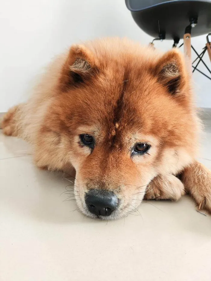 Cachorro ra a Chow Chow idade 4 anos nome MIA