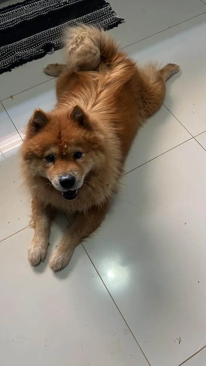 Cachorro ra a Chow Chow idade 4 anos nome MIA