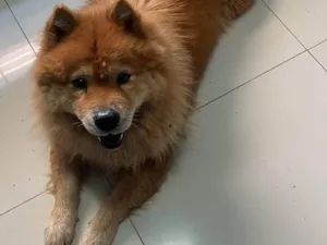 Cachorro raça Chow Chow idade 4 anos nome MIA