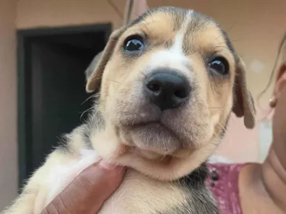 Cachorro raça SRD-ViraLata idade Abaixo de 2 meses nome Sem nome 