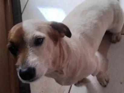 Cachorro raça SRD-ViraLata idade 1 ano nome Mel 