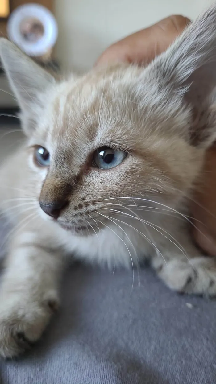 Gato ra a Siamês idade 2 a 6 meses nome Claudine