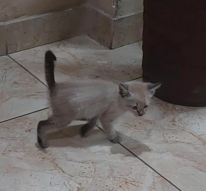 Gato ra a Siamês idade 2 a 6 meses nome Claudine