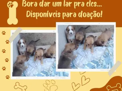 Cachorro raça SRD-ViraLata idade 2 a 6 meses nome Sem Nomes