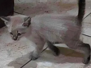 Gato raça Siamês idade 2 a 6 meses nome Claudine