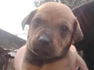 Cachorro raça SRD-ViraLata idade Abaixo de 2 meses nome Não tem