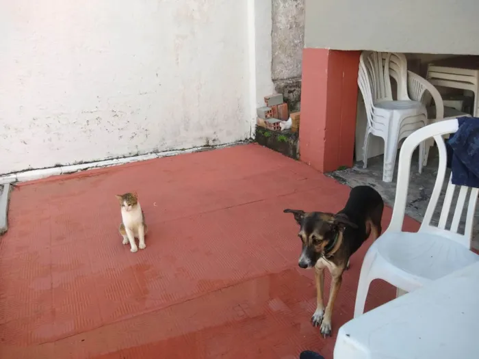 Cachorro ra a SRD-ViraLata idade 6 ou mais anos nome Bisteca