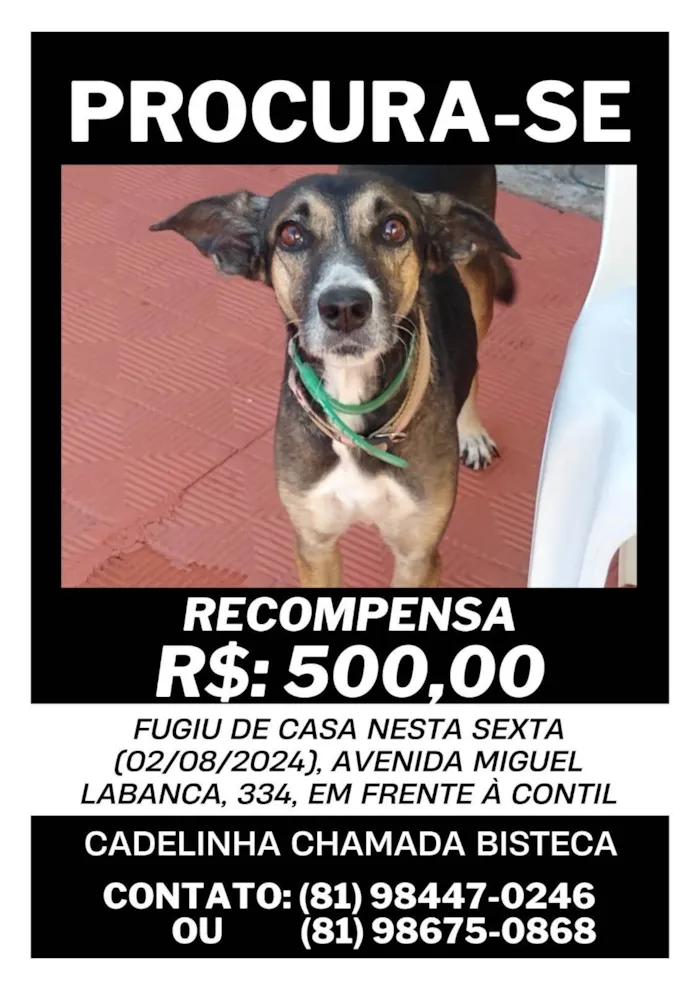 Cachorro ra a SRD-ViraLata idade 6 ou mais anos nome Bisteca