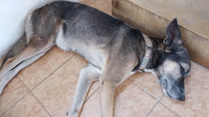 Cachorro ra a SRD-ViraLata idade 6 ou mais anos nome Bisteca