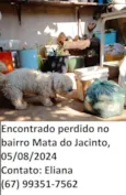 Peludo perdido