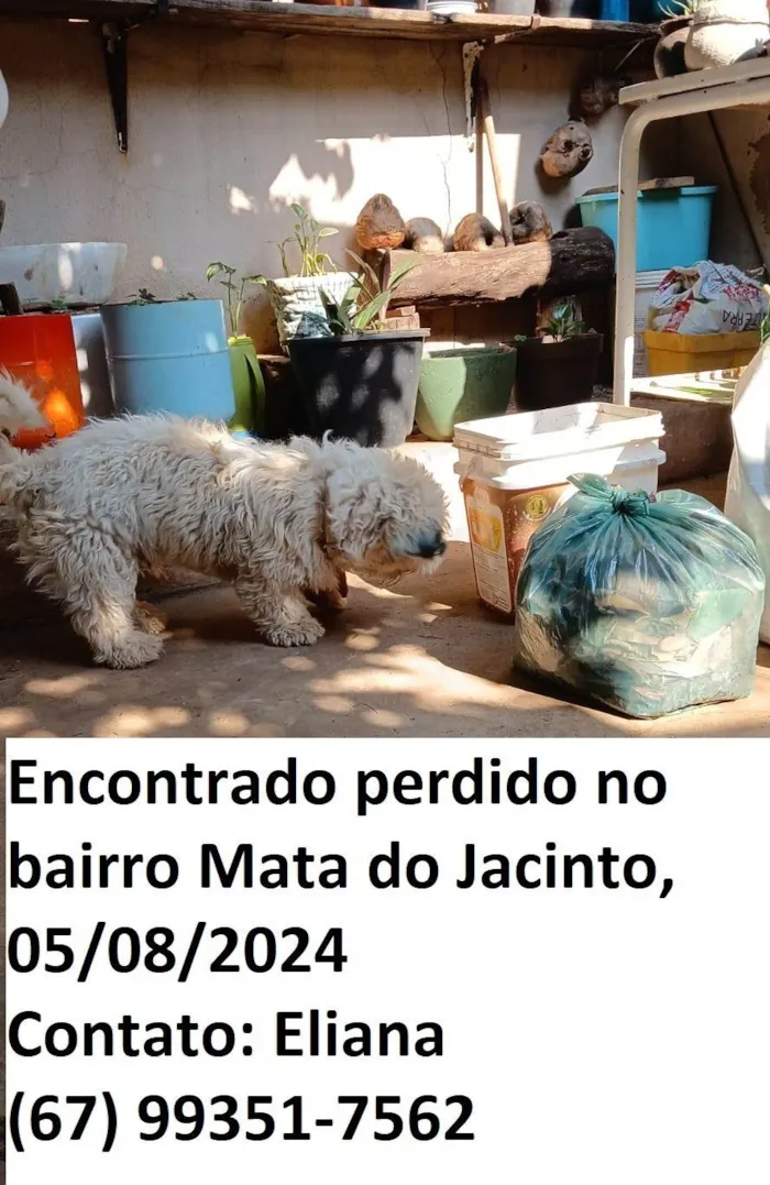 Cachorro ra a SRD-ViraLata idade 1 ano nome Peludo perdido