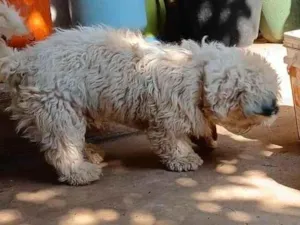 Cachorro raça SRD-ViraLata idade 1 ano nome Peludo perdido