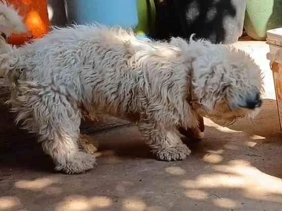 Cachorro ra a SRD-ViraLata idade 1 ano nome Peludo perdido