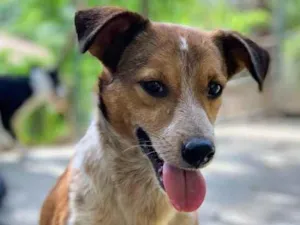 Cachorro raça SRD-ViraLata idade 3 anos nome Bolacha 