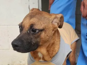 Cachorro raça SRD-ViraLata idade 3 anos nome Prado