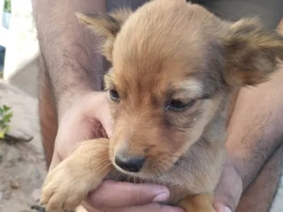 Cachorro raça SRD-ViraLata idade 2 a 6 meses nome Ainda sem nome