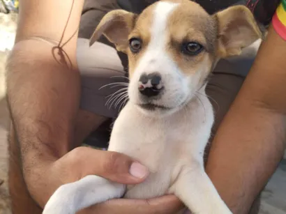 Cachorro raça SRD-ViraLata idade 2 a 6 meses nome Ainda sem nome.