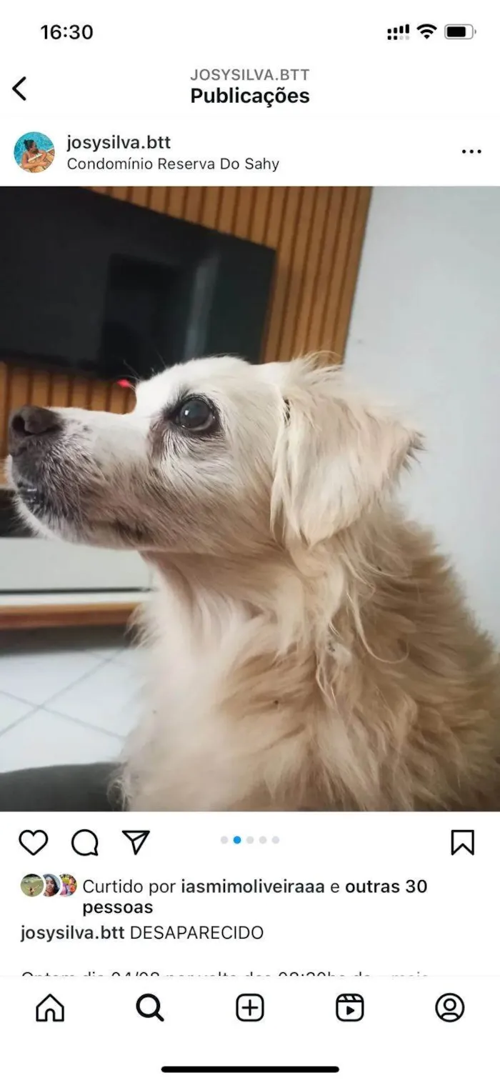 Cachorro ra a SRD-ViraLata idade 6 ou mais anos nome marley