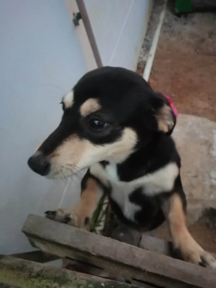 Cachorro ra a SRD-ViraLata idade 2 a 6 meses nome Cacau