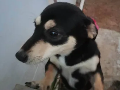 Cachorro raça SRD-ViraLata idade 2 a 6 meses nome Cacau