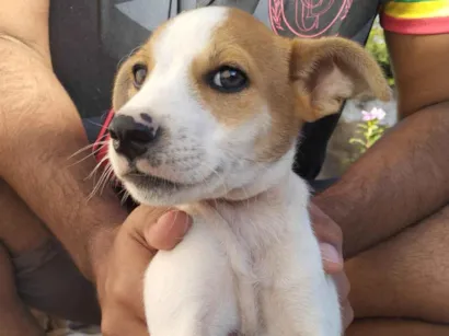 Cachorro raça SRD-ViraLata idade 2 a 6 meses nome Ainda sem nome