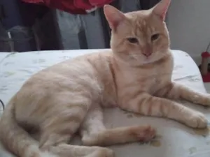 Gato raça SRD-ViraLata idade 2 anos nome Amarelinho 