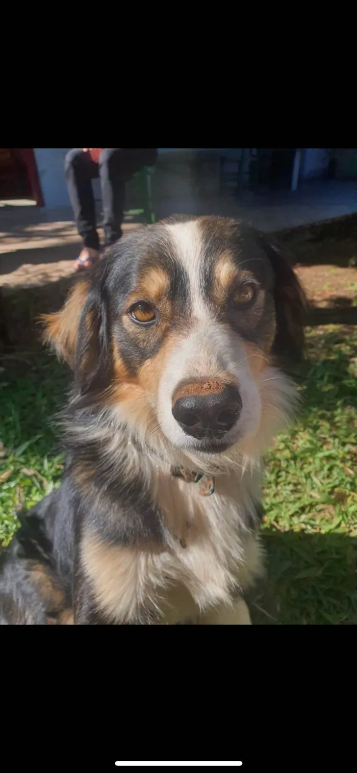 Cachorro ra a SRD-ViraLata idade 6 ou mais anos nome Picasso 