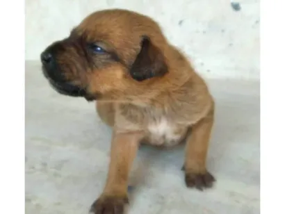 Cachorro raça SRD-ViraLata idade 2 a 6 meses nome Filhote