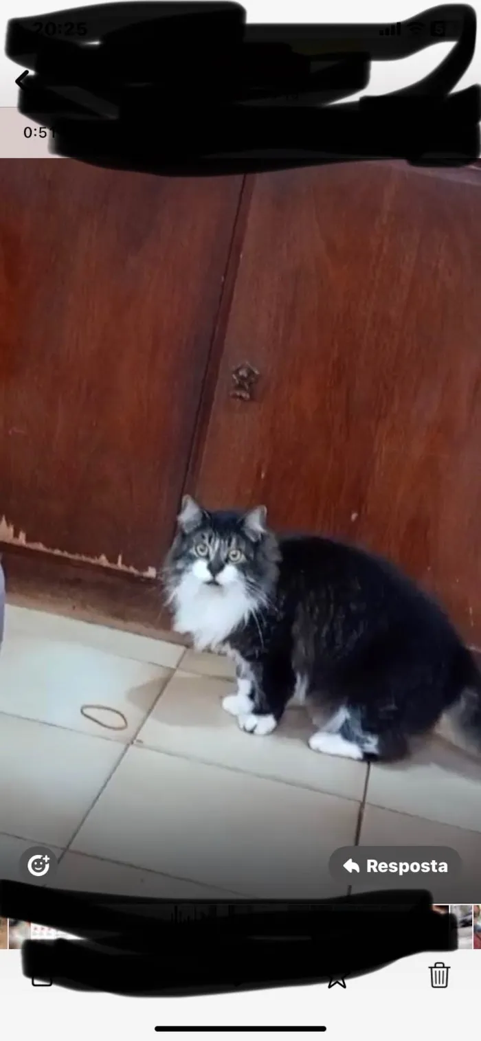 Gato ra a Angorá idade 3 anos nome Ursa