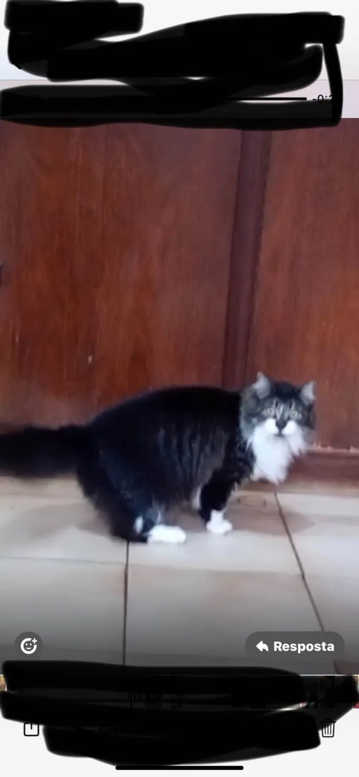 Gato ra a Angorá idade 3 anos nome Ursa