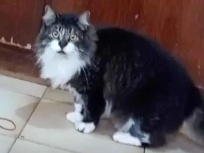 Gato raça Angorá idade 3 anos nome Ursa