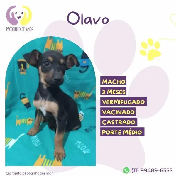 Cachorro ra a SRD-ViraLata idade 2 a 6 meses nome Olavo