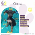 Olavo